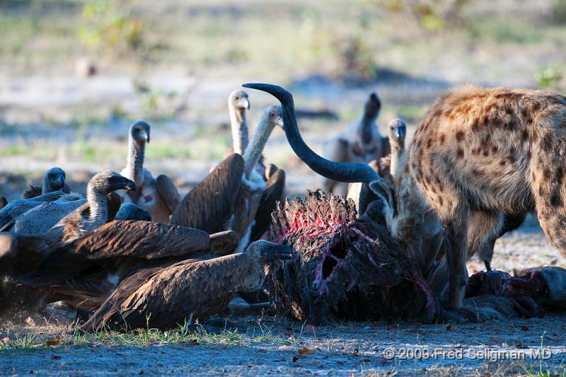 20090617_175958 D300 X1.jpg - Hyena Feeding Frenzy, Part 2.  The vultures are finally ignoring the hyena and starting to feed intermittently.